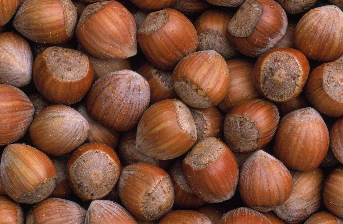 Azerbaijan to supply hazelnuts to Spain