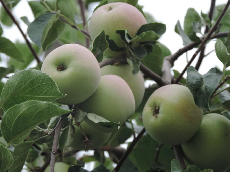 Guba's rich apple orchards intend to export 80,000 tons of products
