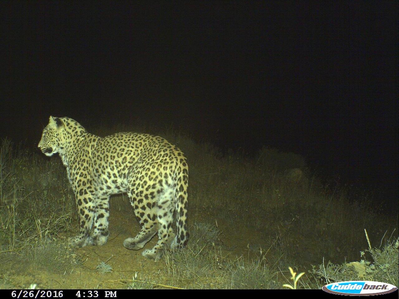 Another Caucasian leopard cubs captured on camera in Azerbaijan