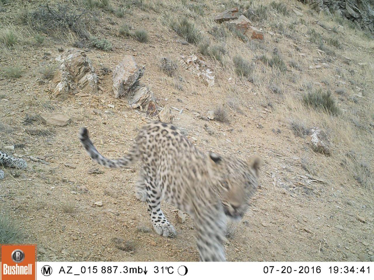 https://www.azernews.az/media/2016/10/05/leopard_in_nakhchivan2.jpg