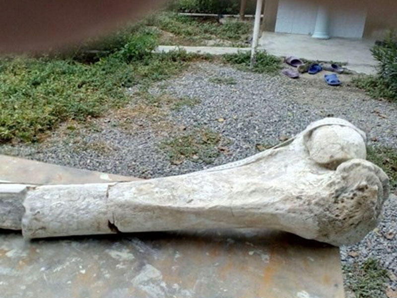 Bone of prehistoric elephant discovered in Fizuli [PHOTO]