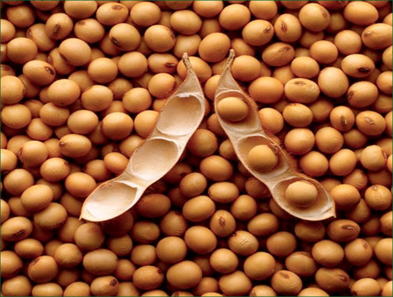 Soybean cultivation to be launched in country