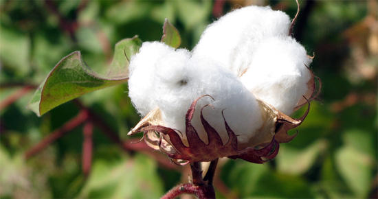 Turkmenistan to further boost cotton industry