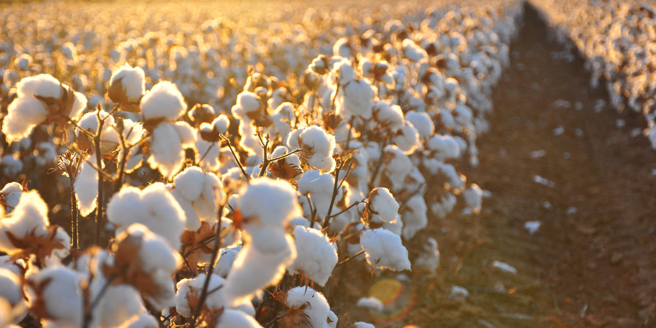 Cotton harvest amounted to 228,000 tons