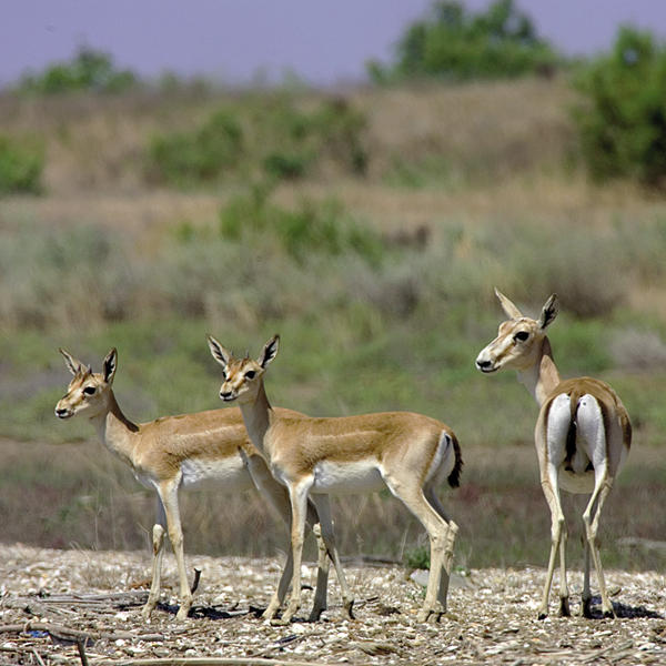 Slider Image 1