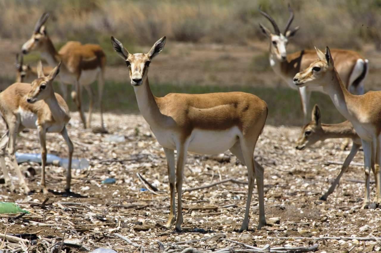 Ecology Ministry: Permit to hunt gazelles is not issued even for a million [PHOTO]