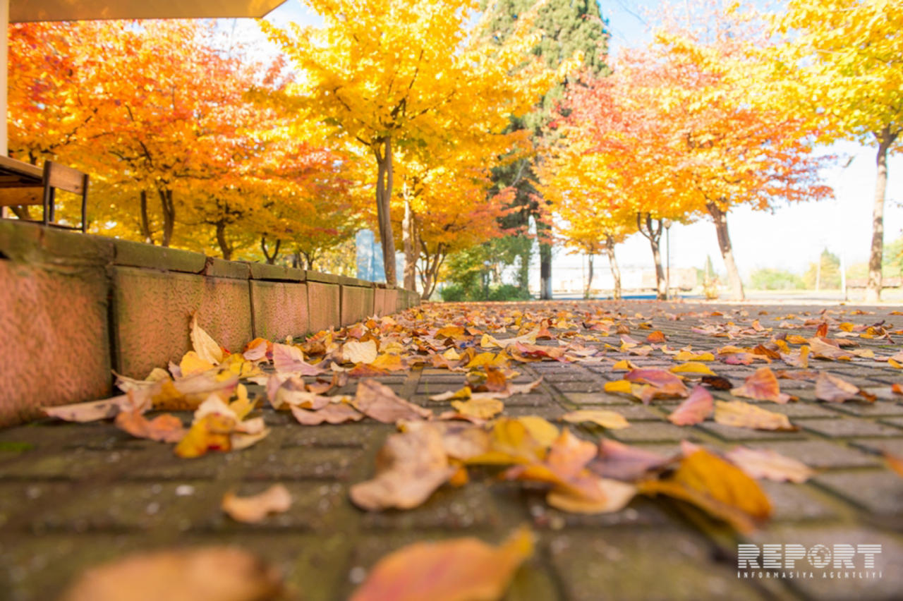 Golden Autumn in Lankaran [PHOTO]