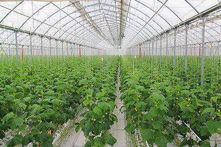 Huge greenhouse complex built in Kazakhstan