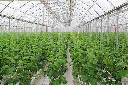 Agriculture Ministry establishes smart greenhouses