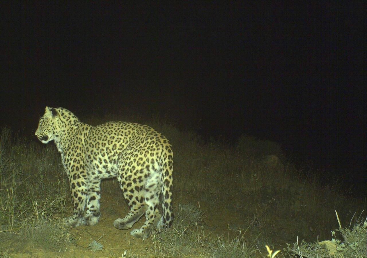Five leopard cubs born in Azerbaijan [VIDEO]