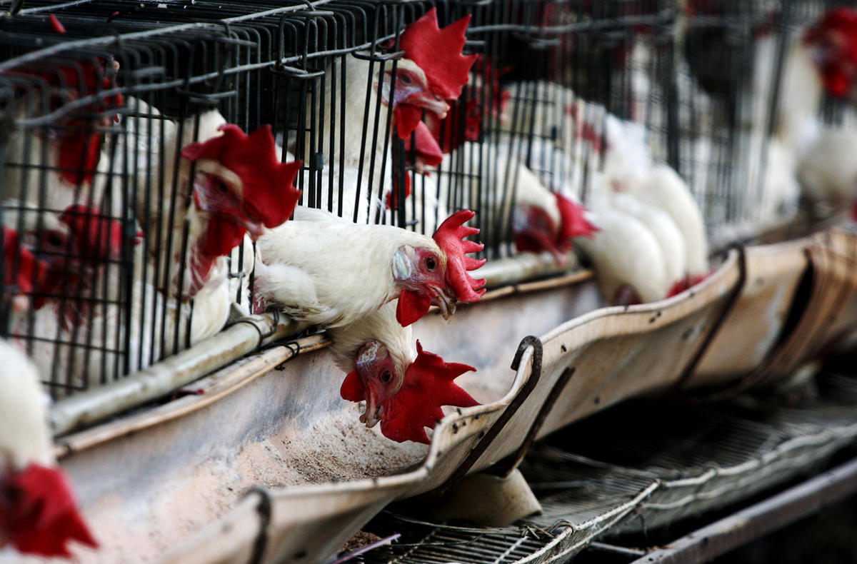 Azerbaijan restricts import of poultry products from Russia