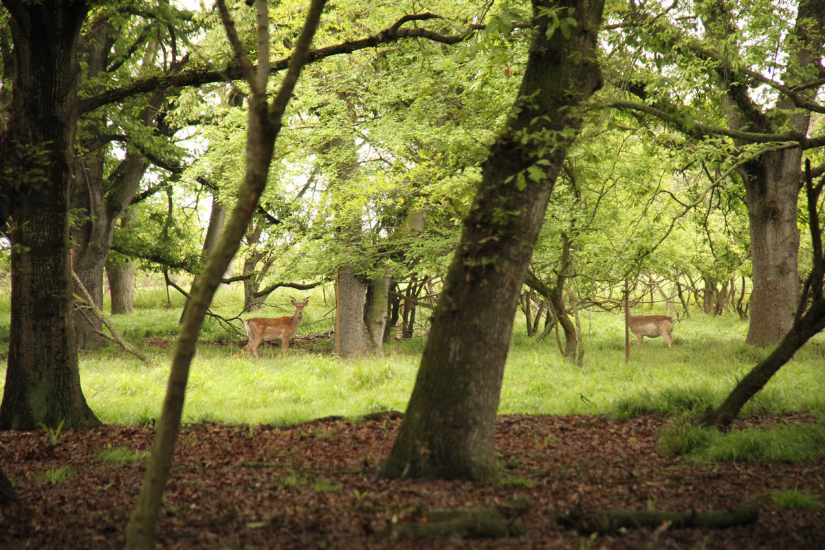 Azerbaijan to establish its Safari Park