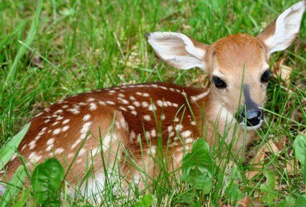 Gazelles: God's amazing creatures! [PHOTO/VIDEO]