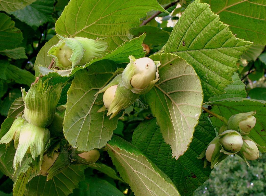 Azerbaijan expands hazelnut orchards