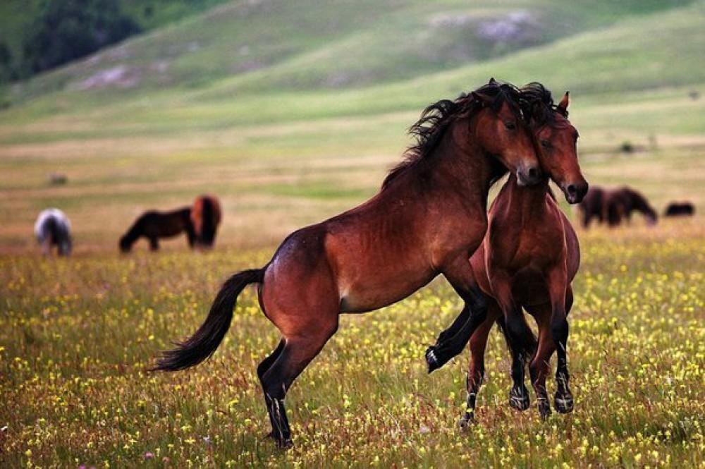 Best Karabakh horses to be selected for breeding