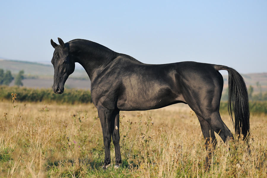 Turkmenistan seeks to see Akhal-Teke horses in UNESCO World Heritage List