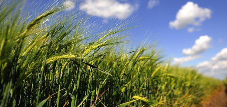 Joint EBRD-FAO study reveals bioenergy potential in Turkey