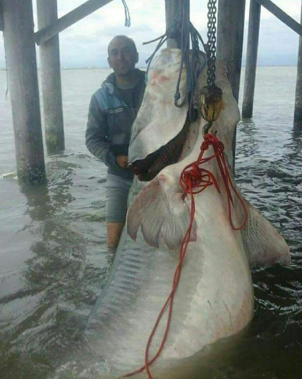 Supersized big Beluga caught from Caspian Sea [PHOTO]