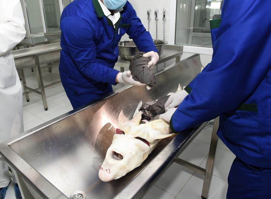 President Aliyev attended opening of Varvara fish hatchery [PHOTO]