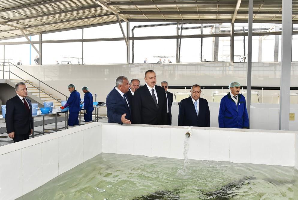 President Aliyev attended opening of Varvara fish hatchery [PHOTO]