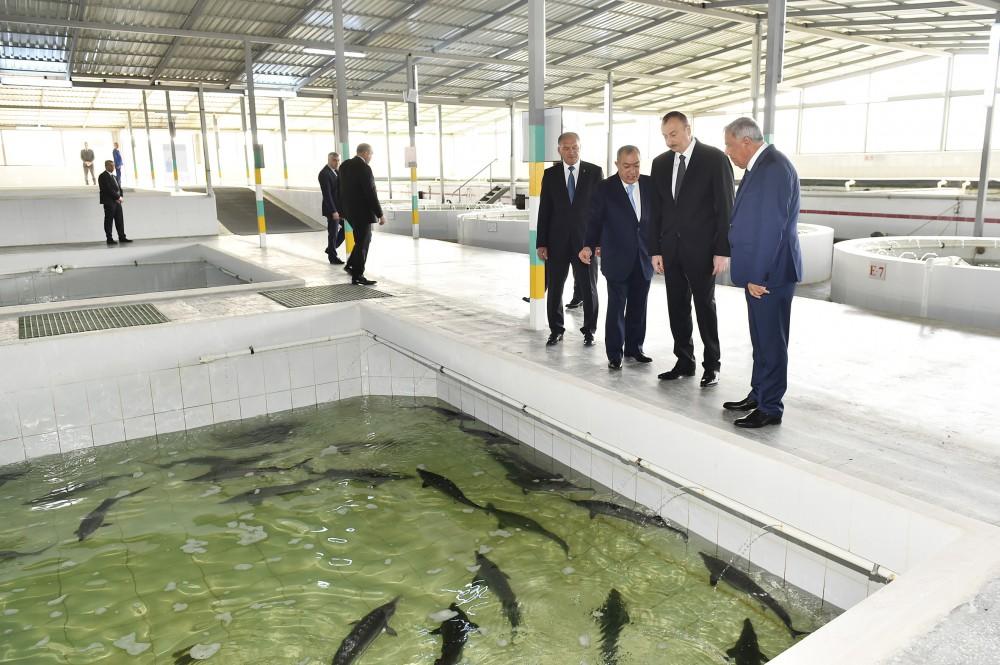 President Aliyev attended opening of Varvara fish hatchery [PHOTO]