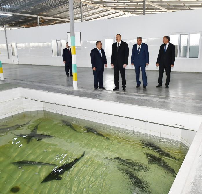 President Aliyev attended opening of Varvara fish hatchery [PHOTO]