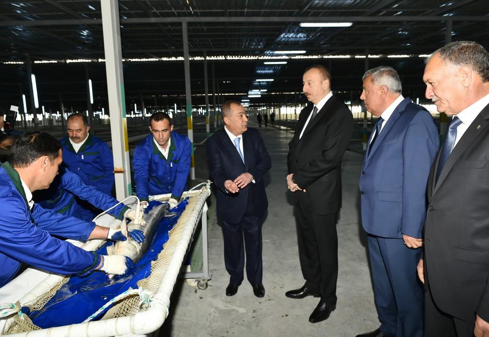 President Aliyev attended opening of Varvara fish hatchery [PHOTO]