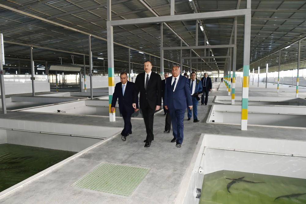 President Aliyev attended opening of Varvara fish hatchery [PHOTO]