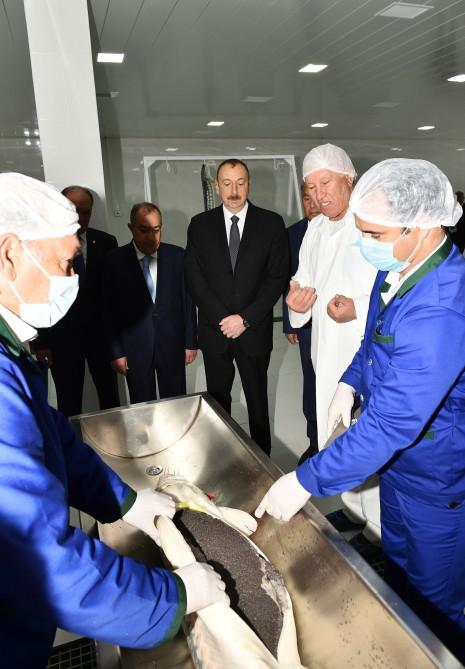 President Aliyev attended opening of Varvara fish hatchery [PHOTO]