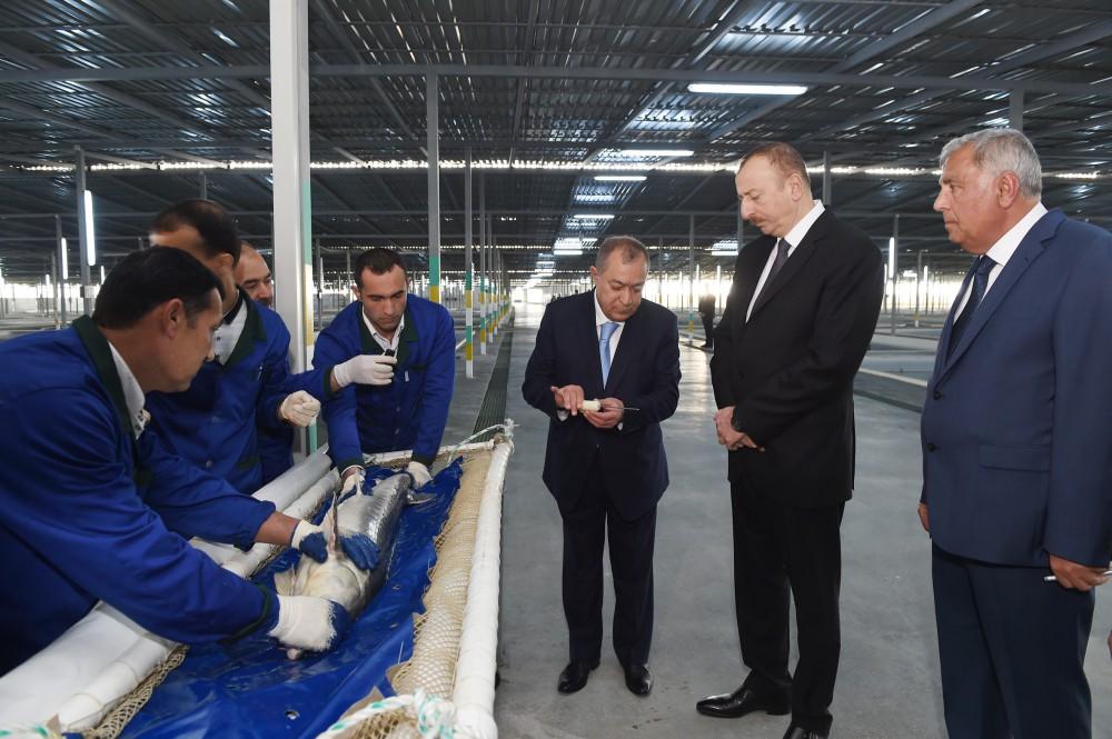 President Aliyev attended opening of Varvara fish hatchery [PHOTO]