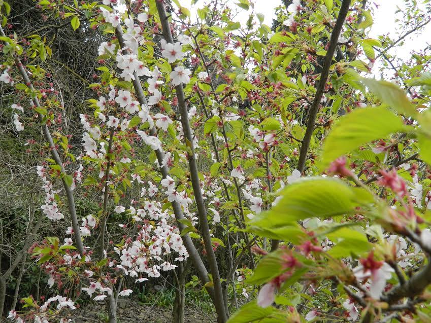 Enjoying cherry blossom in Baku [PHOTO]