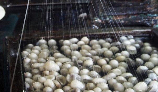 Deputy minister: Significant increase expected in silk production