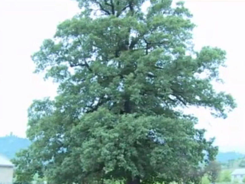 1,500 years old  tree in Lankaran [VIDEO/PHOTO]