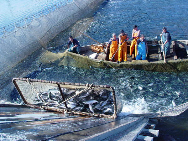 Stronger penalties imposed to stop illegal fishing