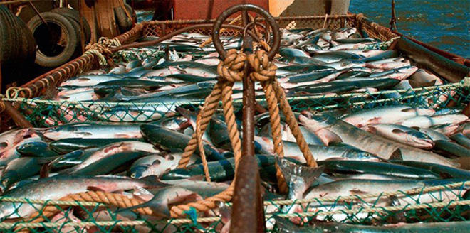 Georgia preparing to start fishery exports to EU