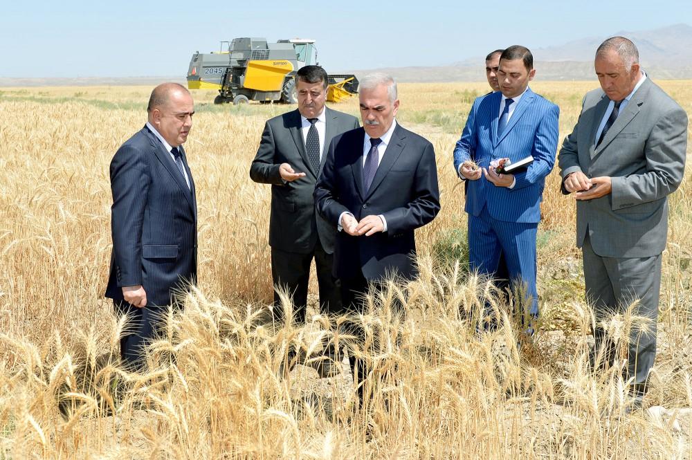 Chairman of Nakhchivan Supreme Assembly views grain farm in Boyukduz village [PHOTO]