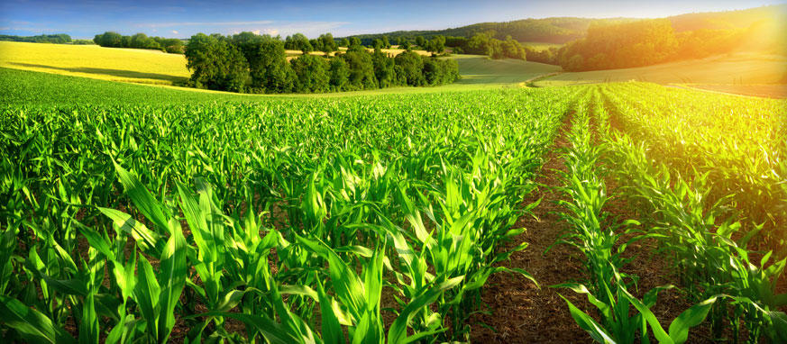 Azerbaijan, Israel discuss cooperation in agriculture