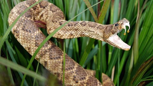 Snake and spider bite cases reported