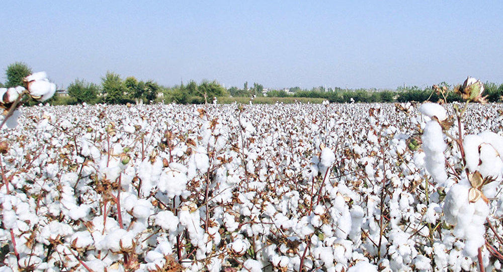 Country expects record high cotton harvest in 2019
