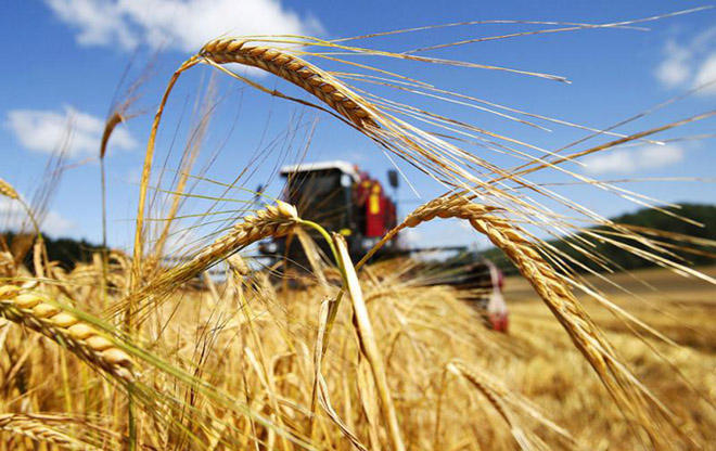 Iran developing indigenous farming model to save on water