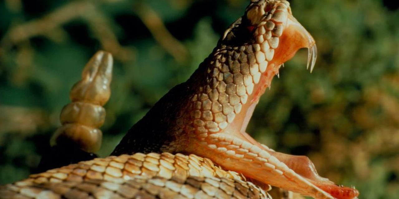Snakes in full force in high temperatures