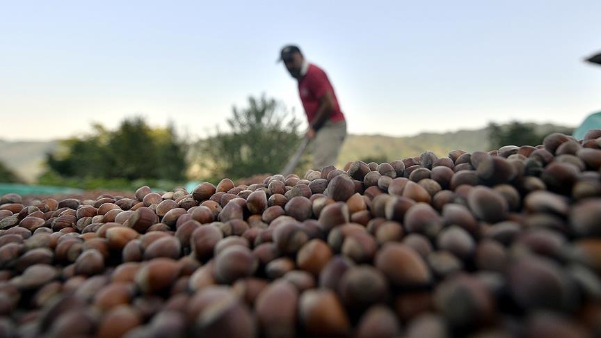 Turkish businessmen to invest in Azerbaijani hazelnut orchards