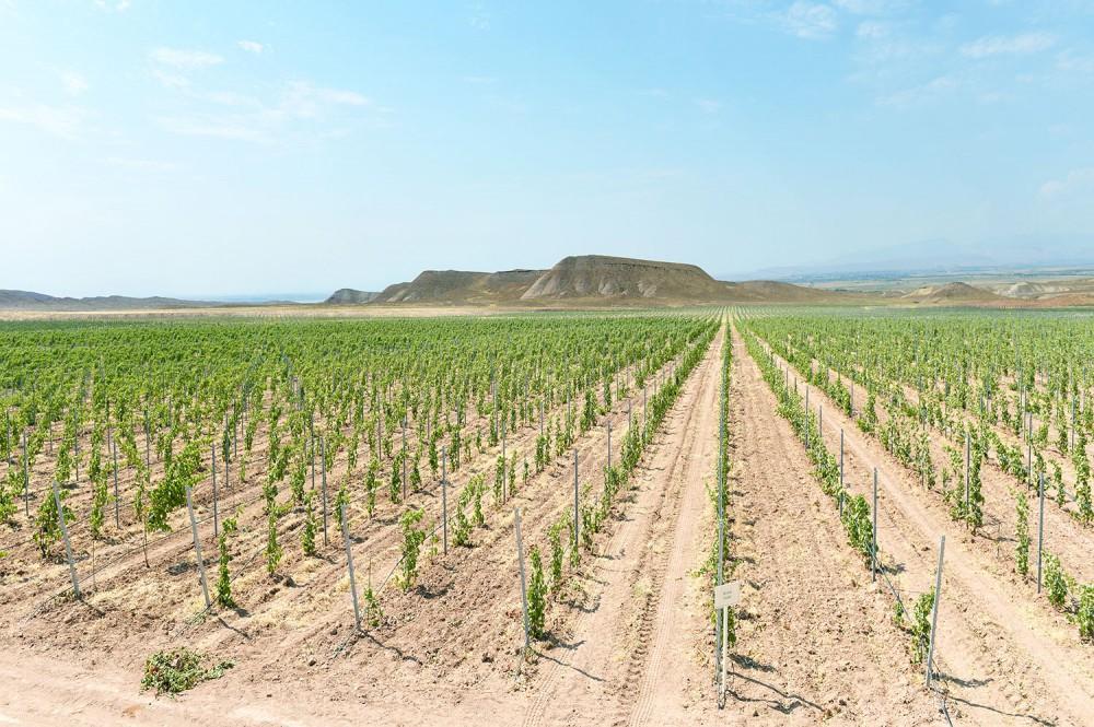 Nakhchivan seeks to boost viticulture sector [PHOTO]