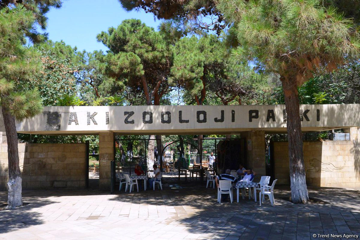 Visit Baku Zoo for wild and exciting experience [PHOTO] - Gallery Image