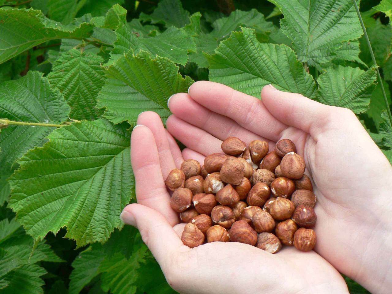 Italy’s Ferrero may assist Azerbaijan in expanding hazelnut production