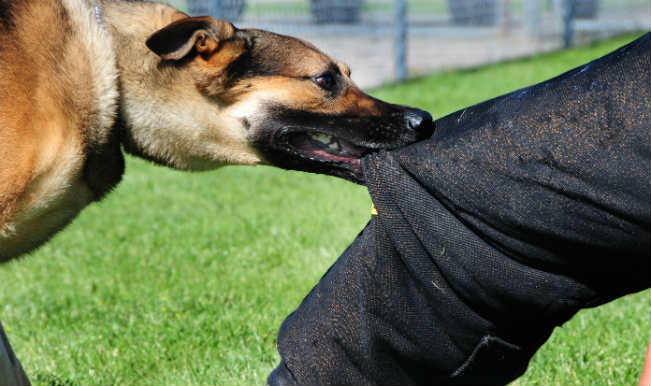 Cabinet Searches For Solutions To Stray Dog Problem