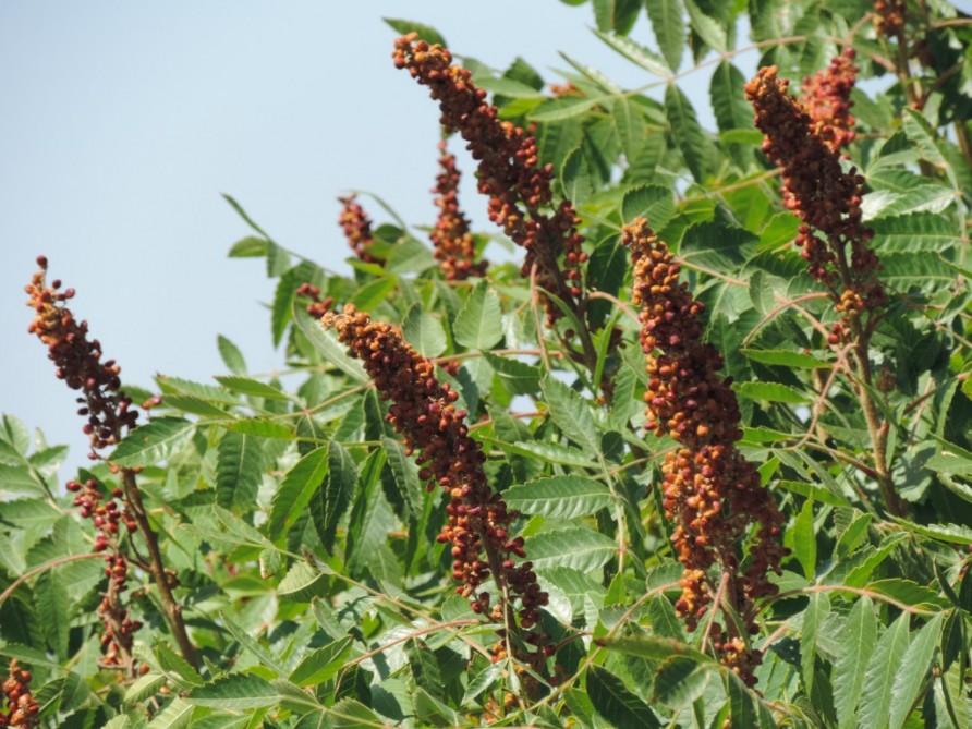 How to make sumac spice [PHOTO]