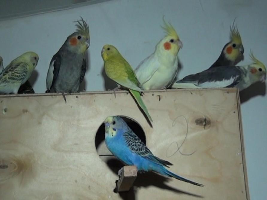 Baku parrots: Exotic birds living among us [PHOTO]