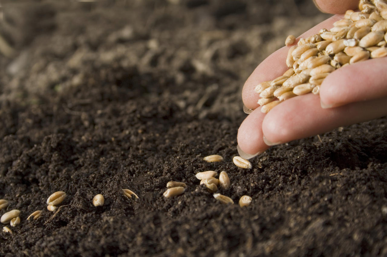 Seed production main goal facing country's agricultural sector