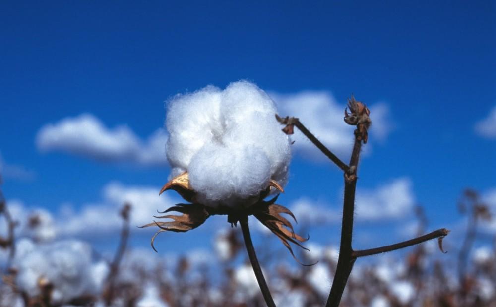 Saatli cotton farmers expect high harvest